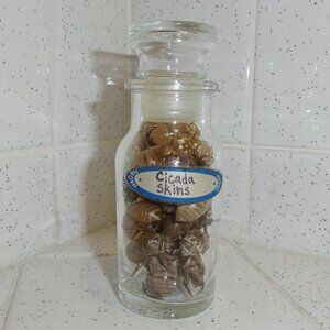 Antique Apothecary Jar of Cicada Skins oddity curiosity insect taxidermy molt